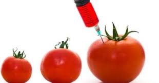 Look through examples of transgenic organisms translation in sentences, listen to pronunciation and learn grammar. Transgenic Gene Target Genetically Modified Food Cancer Causing Foods Organic Recipes