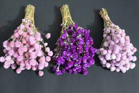 Find here online price details of companies selling dried flowers. Natural Dried Flowers For Decoration Rs 3500 Pack Bloomybliss Private Limited Id 22122894191