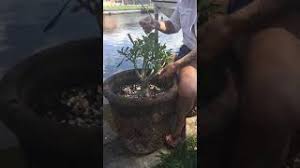 The larvae feed for three to four where you see orange marks on the upper surface of the leaves combined with blisters and small growths on the lower surface this is a sure sign of pear rust. How To Get Rid Of Aphids On Desert Roses Youtube