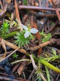 Image result for Mayacaceae