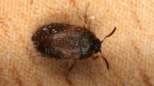 Carpet beetles have the unusual ability to digest keratin, the structural proteins in animal or human hair, skin, or fur. Bed Bug Imposters How To Identify Bed Bugs