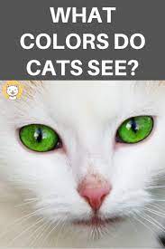What Colors Do Cats See Cat Language Cat Facts Cats