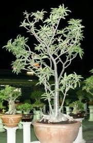 Image result for Ctenium somalense