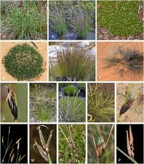 Image result for Asterochaete angustissima