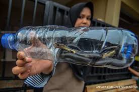 Maybe you would like to learn more about one of these? Ampuh Tapi Sederhana Begini 4 Cara Mengusir Ular Dari Rumah