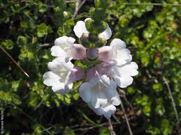 Image result for Xylopia collina