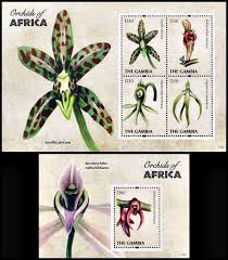 Image result for Angraecum moandense