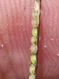 Image result for Digitaria longiflora