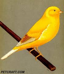 Other varieties were bred for extreme qualities. Cinnamon Marked Norwich Canary Petcraft