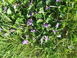 Maybe you would like to learn more about one of these? Signs Of Spring Purple Flowers In My Grass Steemit
