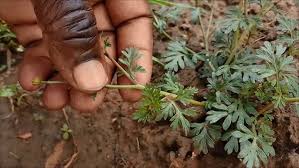 Image result for Chrysanthellum