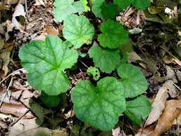 Image result for heuchera americana