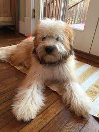 Pepper The Wheaten Terrier Wheaten Terrier Terrier Stuffed Peppers