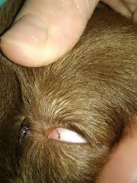 Getting rid of worms is relatively easy with the correct worming medication,3 x research source parasites of domestic owned cats: My Dog Has A Large Red Thing In His Eye It Looks Like A Red Worm Both Eyes Are Irritated I M Concerned Petcoach