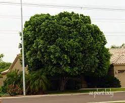 You are correct that ficus (ficus nitida) is considered to have an agressive root system. Ficus Trees Too Much Hassle Azplantlady Com