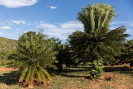 Image result for Cycas thouarsii