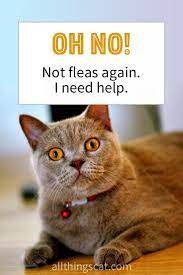 Essential Products For Cats The Important Items For Their Health Cat Care Cat Fleas Cats