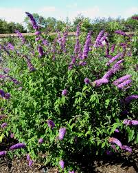 12 Piante Invernali Da Esterno Caducifoglie Floricoltura Quaiato
