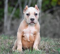 Grch Shamrock grandson! Champion at 17 months old.