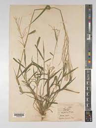 Image result for Leptochloa panicea