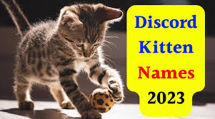 Discord Kitten Names List: Find The Perfect Name For Your Discord Kitten