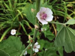 Mulch heavily in the first year to discourage weeds and hold moisture while the plants are getting established. Marshmallows