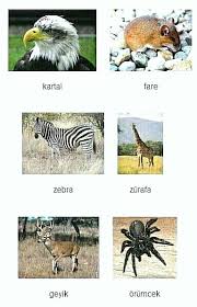 Learning Turkish Animals Hayvanlar Hayvanlar Turkce