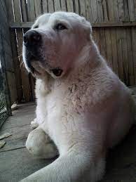 55 Alabai Ideas In 2021 Alabai Dog Dogs Dog Breeds