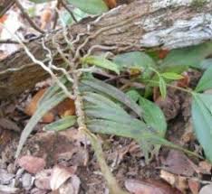 Image result for Angraecum cultriforme