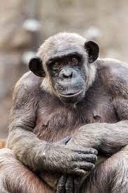 Chimpanzee Portrait Chimpanzee Cute Animal Pictures Cute Animals