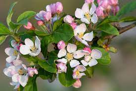 We did not find results for: Six Flowering Crabapple Trees You Can Fall In Love With Heraldnet Com