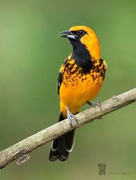 Bird With Black And Yellow Feathers Pin By Cherilynn David Pirtle On Feed The Birds Most Beautiful Birds Black Bird Beautiful Birds