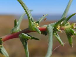 Image result for Salsola