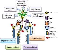Image result for Lemon 1986 Radiation Group