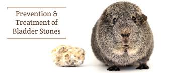 Bladder Stones In Guinea Pigs Can Happen Small Pet Select