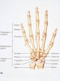 Bones Of The Human Hand My Poor Right 3rd Distal Phalange