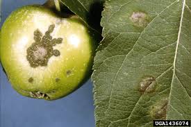 Crabapple trees are highly susceptible to diseases, some of which can affect the foliage. Apple Crabapple Diseases Home Garden Information Center