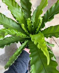 Birds Nest Fern Safe For Cats Pin On Grelen S Instagram