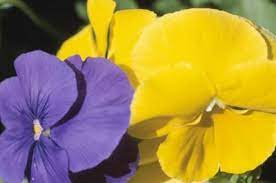 Potted Pansy Care Pansies Annual Flowers Flowers