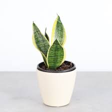 Image result for Vahadenia laurentii