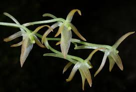 Image result for Cribbia