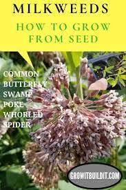 Milkweeds How To Grow From Seed Growing Seeds Milkweed Gardening For Beginners
