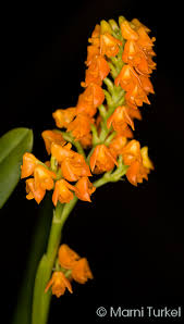 Image result for Polystachya melanantha