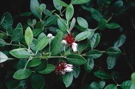 Image result for Feijoa sellowiana