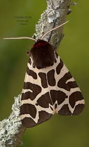 Pin By Michael Wunsch On Awesome Butterflies Moths Moth Butterfly Insects