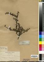 Image result for Gymnosporia heterophylla