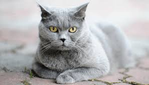 If your cats are just playing they will be silent, with gentle biting, retracted claws, and chasing both ways. How To Stop Cats From Going To The Neighbours My British Shorthair