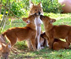 Dhole San Diego Zoo Kids Dhole Wild Dogs Cute Animals