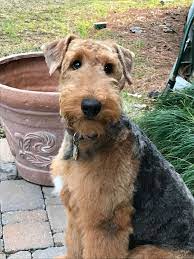 I Love The White Blaze On His Chest Airedale Terrier Puppies Airedale Dogs Airedale Terrier