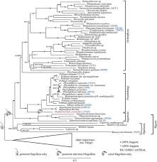 Comparative Genomic Analysis Of The Pseudofungus